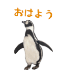 ほほえみフレンズ！BIGなペンギンの日常生活（個別スタンプ：5）