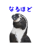 ほほえみフレンズ！BIGなペンギンの日常生活（個別スタンプ：7）