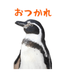 ほほえみフレンズ！BIGなペンギンの日常生活（個別スタンプ：9）