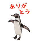 ほほえみフレンズ！BIGなペンギンの日常生活（個別スタンプ：10）