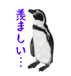 ほほえみフレンズ！BIGなペンギンの日常生活（個別スタンプ：12）