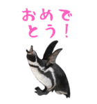 ほほえみフレンズ！BIGなペンギンの日常生活（個別スタンプ：13）