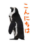 ほほえみフレンズ！BIGなペンギンの日常生活（個別スタンプ：17）