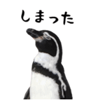 ほほえみフレンズ！BIGなペンギンの日常生活（個別スタンプ：18）