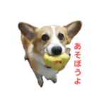イケメン.コーギーエース君（個別スタンプ：3）