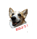 イケメン.コーギーエース君（個別スタンプ：4）