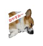 イケメン.コーギーエース君（個別スタンプ：6）