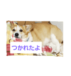 イケメン.コーギーエース君（個別スタンプ：7）