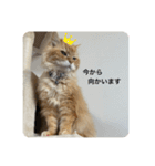 コンの挨拶（個別スタンプ：4）