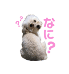 はなちゃんはトイプードル（個別スタンプ：5）