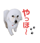 はなちゃんはトイプードル（個別スタンプ：6）
