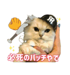 おともにゃちスタンプ⑪（個別スタンプ：1）