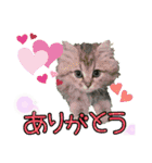 おともにゃちスタンプ⑪（個別スタンプ：3）