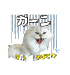おともにゃちスタンプ⑪（個別スタンプ：4）