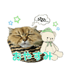 おともにゃちスタンプ⑪（個別スタンプ：8）