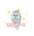 おともにゃちスタンプ⑪（個別スタンプ：10）