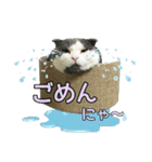 おともにゃちスタンプ⑪（個別スタンプ：11）