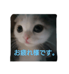 スコタン(日常会話)（個別スタンプ：5）