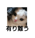 スコタン(日常会話)（個別スタンプ：7）