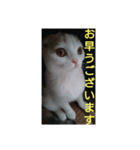 スコタン(日常会話)（個別スタンプ：8）