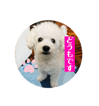 2021年の愛犬（個別スタンプ：1）