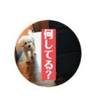 2021年の愛犬（個別スタンプ：3）