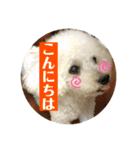 2021年の愛犬（個別スタンプ：6）