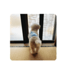 2021年の愛犬（個別スタンプ：7）