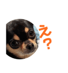 べるたんスタンプ1（個別スタンプ：6）