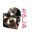 べるたんスタンプ1（個別スタンプ：15）