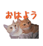 みるくとくるみのスタンプ（個別スタンプ：2）