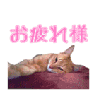 みるくとくるみのスタンプ（個別スタンプ：4）