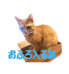 みるくとくるみのスタンプ（個別スタンプ：5）
