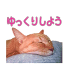 みるくとくるみのスタンプ（個別スタンプ：10）