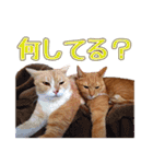 みるくとくるみのスタンプ（個別スタンプ：14）