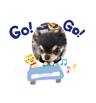 チワワのきき（個別スタンプ：5）