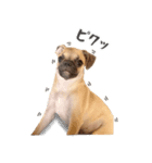 それいけ！ チワパグのころすけ（個別スタンプ：4）