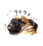 それいけ！ チワパグのころすけ（個別スタンプ：5）