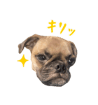 それいけ！ チワパグのころすけ（個別スタンプ：8）