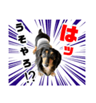 ミニチュアダックスの気ままなランチ⑬（個別スタンプ：5）