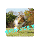 Vanのファンクラブ（個別スタンプ：3）