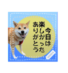 柴犬つむぎのメッセージスタンプ（個別スタンプ：2）