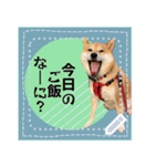 柴犬つむぎのメッセージスタンプ（個別スタンプ：3）