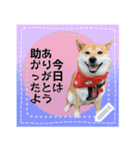 柴犬つむぎのメッセージスタンプ（個別スタンプ：5）