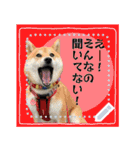 柴犬つむぎのメッセージスタンプ（個別スタンプ：7）