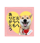 柴犬つむぎのメッセージスタンプ（個別スタンプ：9）