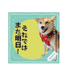 柴犬つむぎのメッセージスタンプ（個別スタンプ：10）