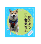 柴犬つむぎのメッセージスタンプ（個別スタンプ：12）