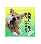 柴犬つむぎのメッセージスタンプ（個別スタンプ：16）