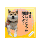 柴犬つむぎのメッセージスタンプ（個別スタンプ：17）